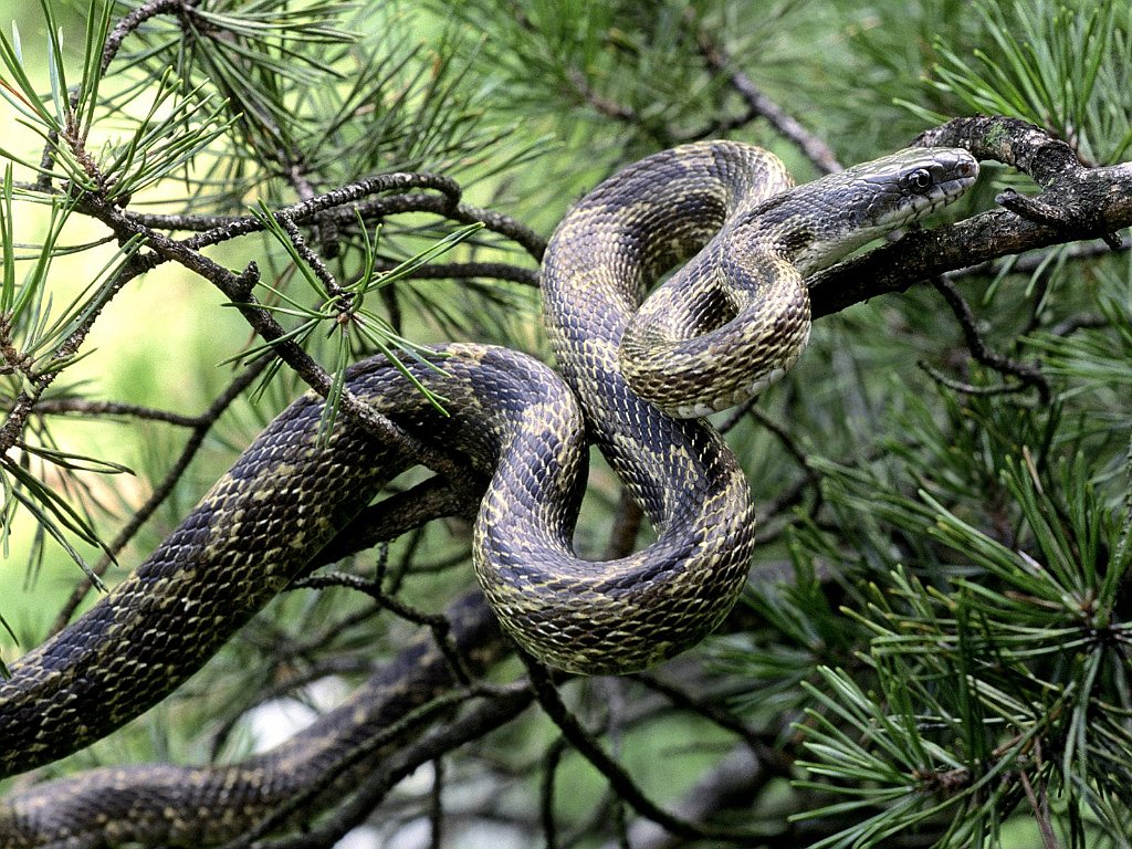 Black Rat Snake